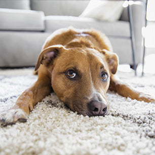 Pet Friendly Rugs